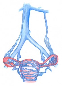 pelvic-vein-congestions-219x300